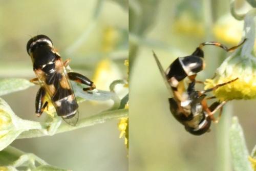 Réf. 211 789 : Syritta pipiens